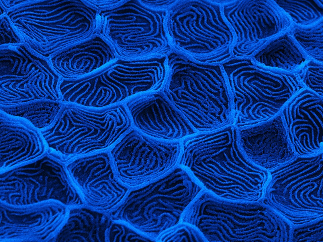 Fish skin under the microscope
