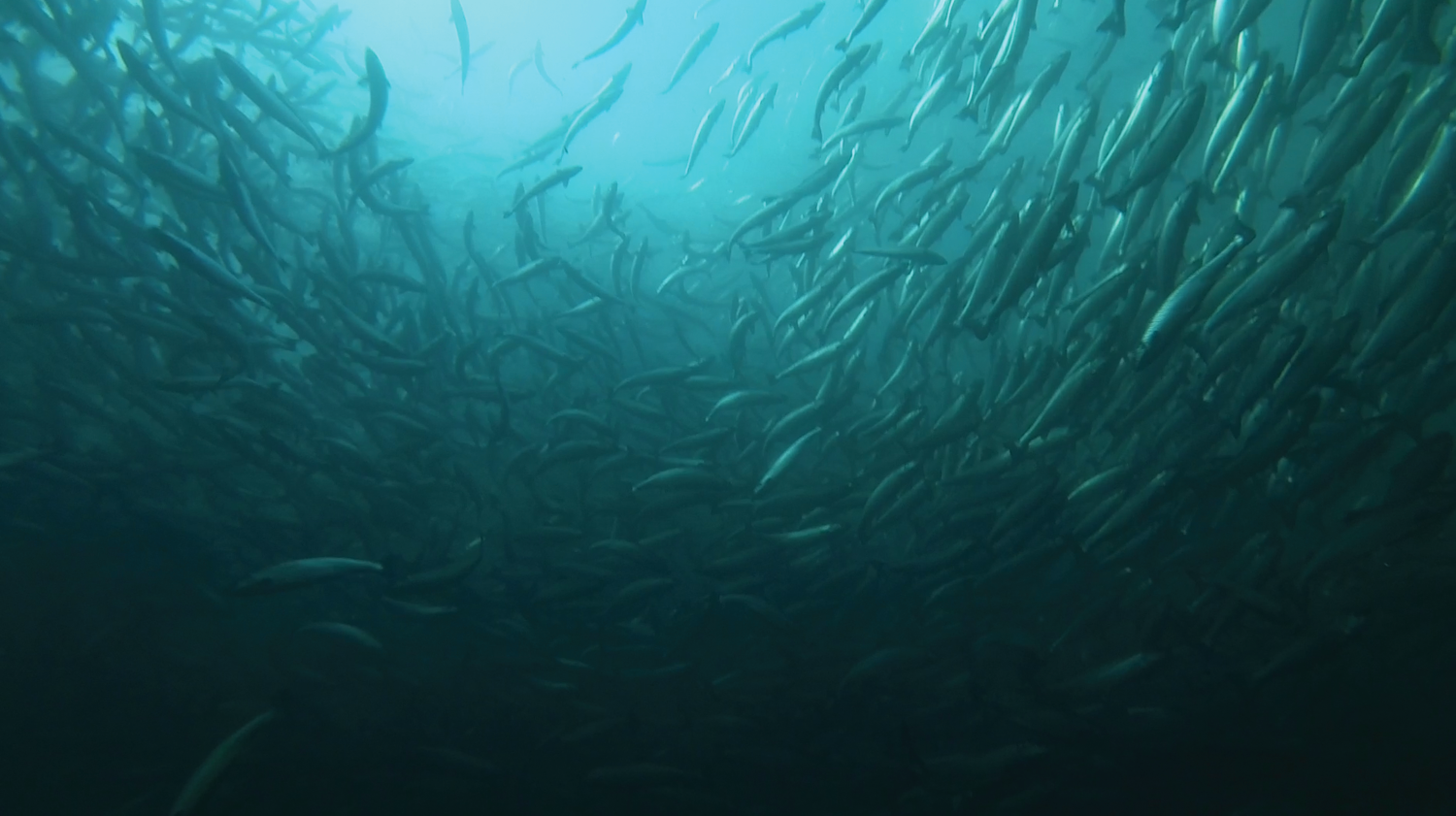 Grower salmon schooling underwater