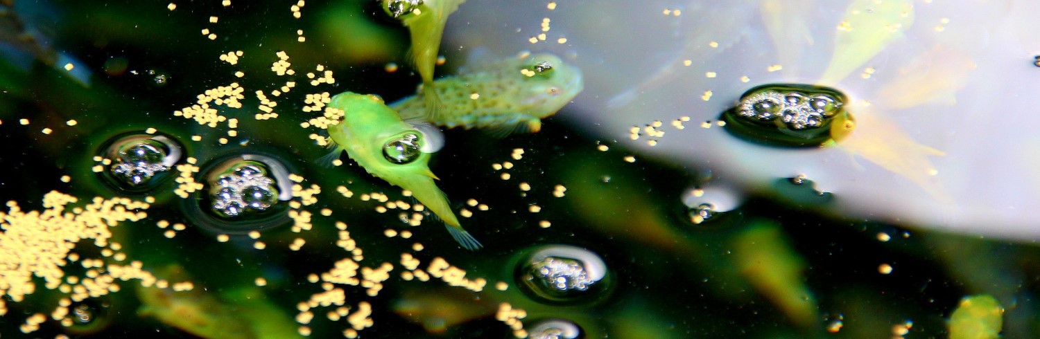 Lumpfish feeding