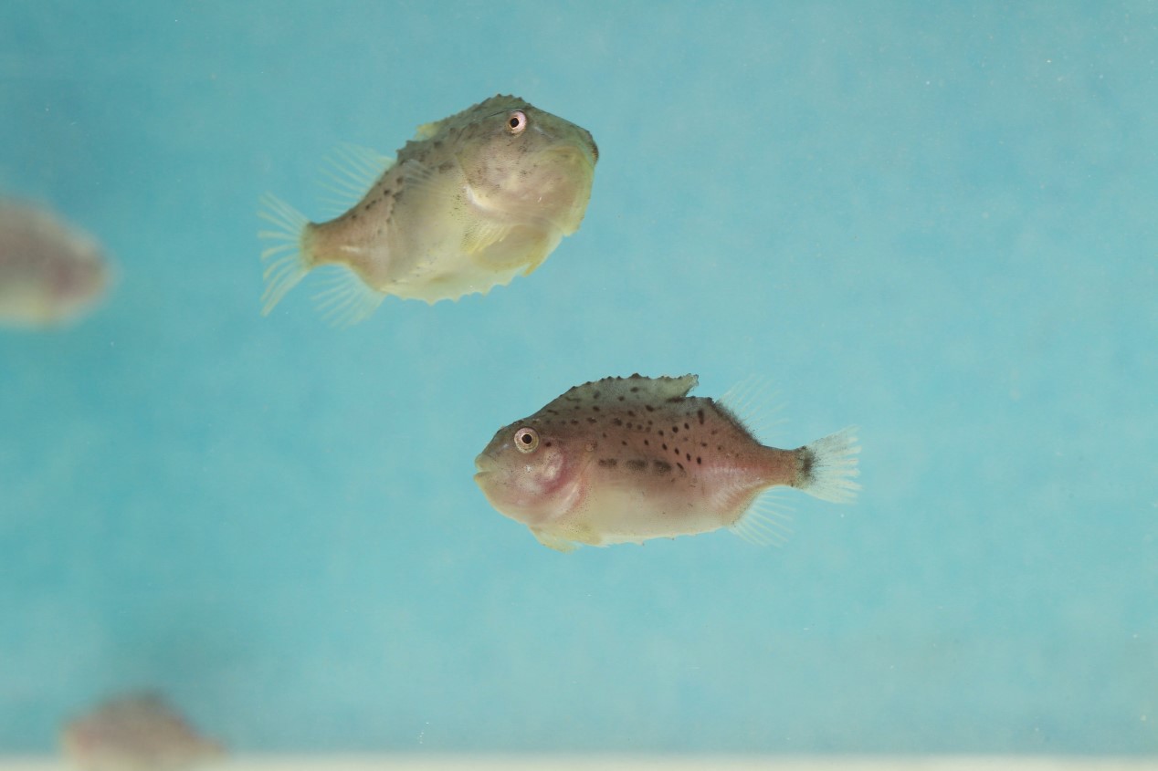 Lumpfish juvenile