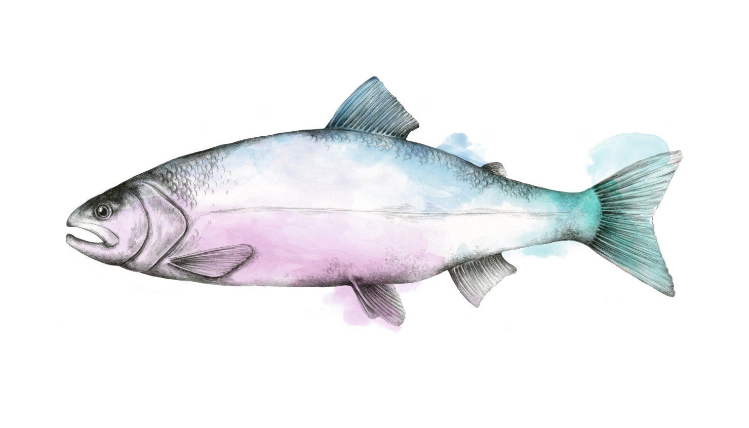 Prime & Express salmon illustration