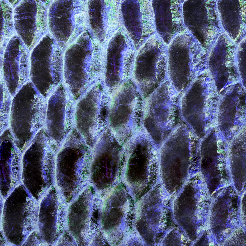 Protec tilapia skin