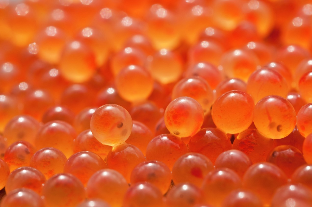 Salmon eggs