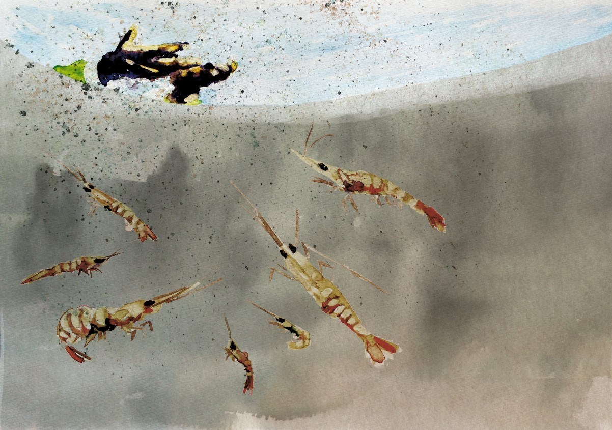 Shrimp feeding illustration