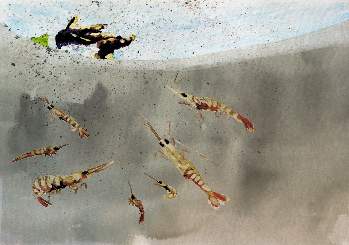 Shrimp feeding illustration