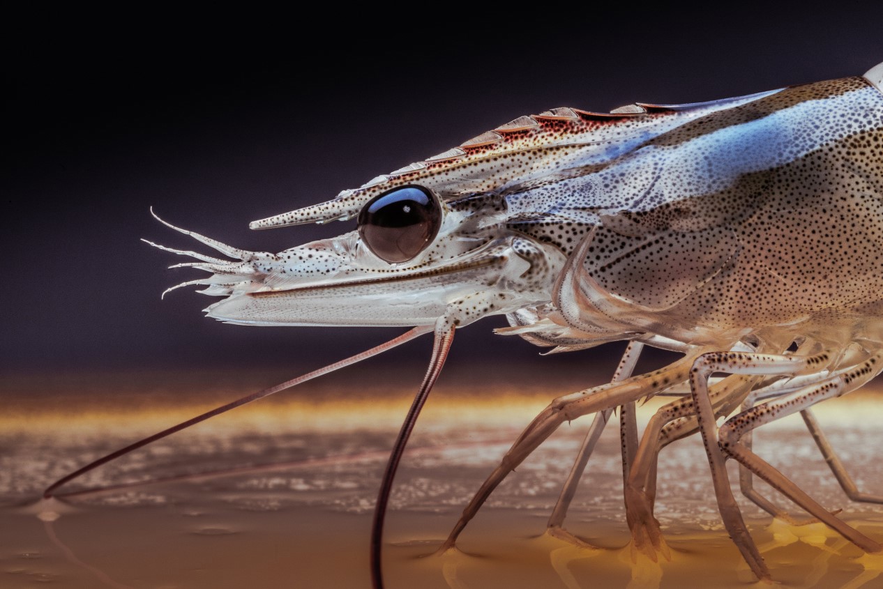 Macro photo of a whiteleg shrimp head
