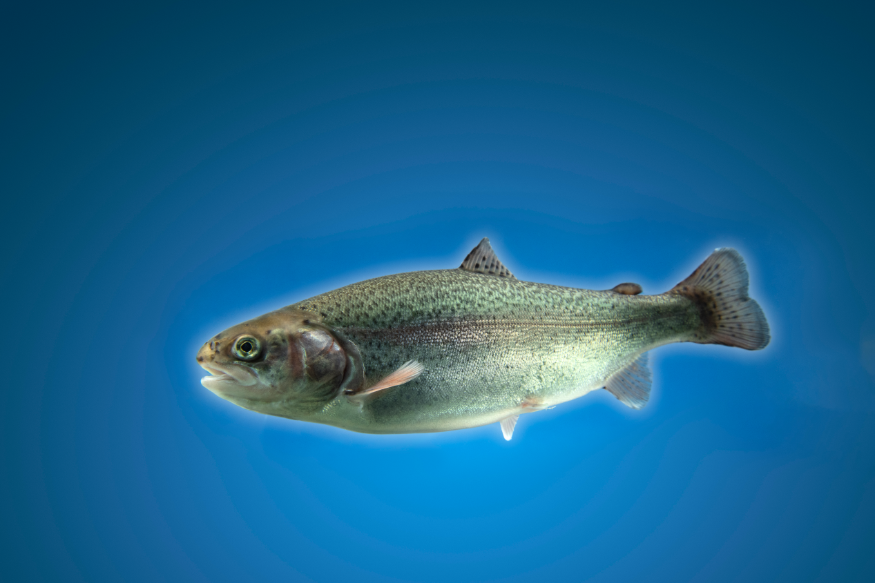 Trout