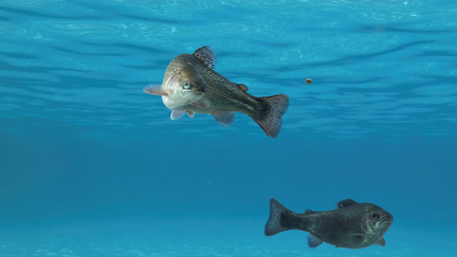 Trout swimming