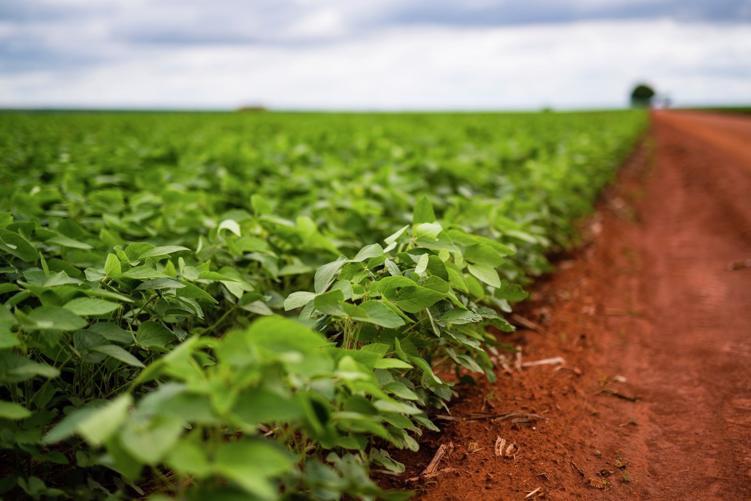 Soy field