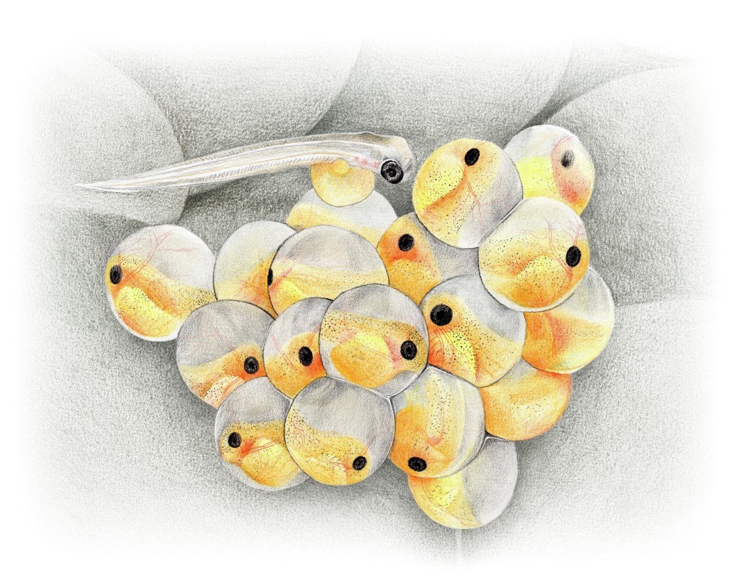 Tilapia eggs illustration
