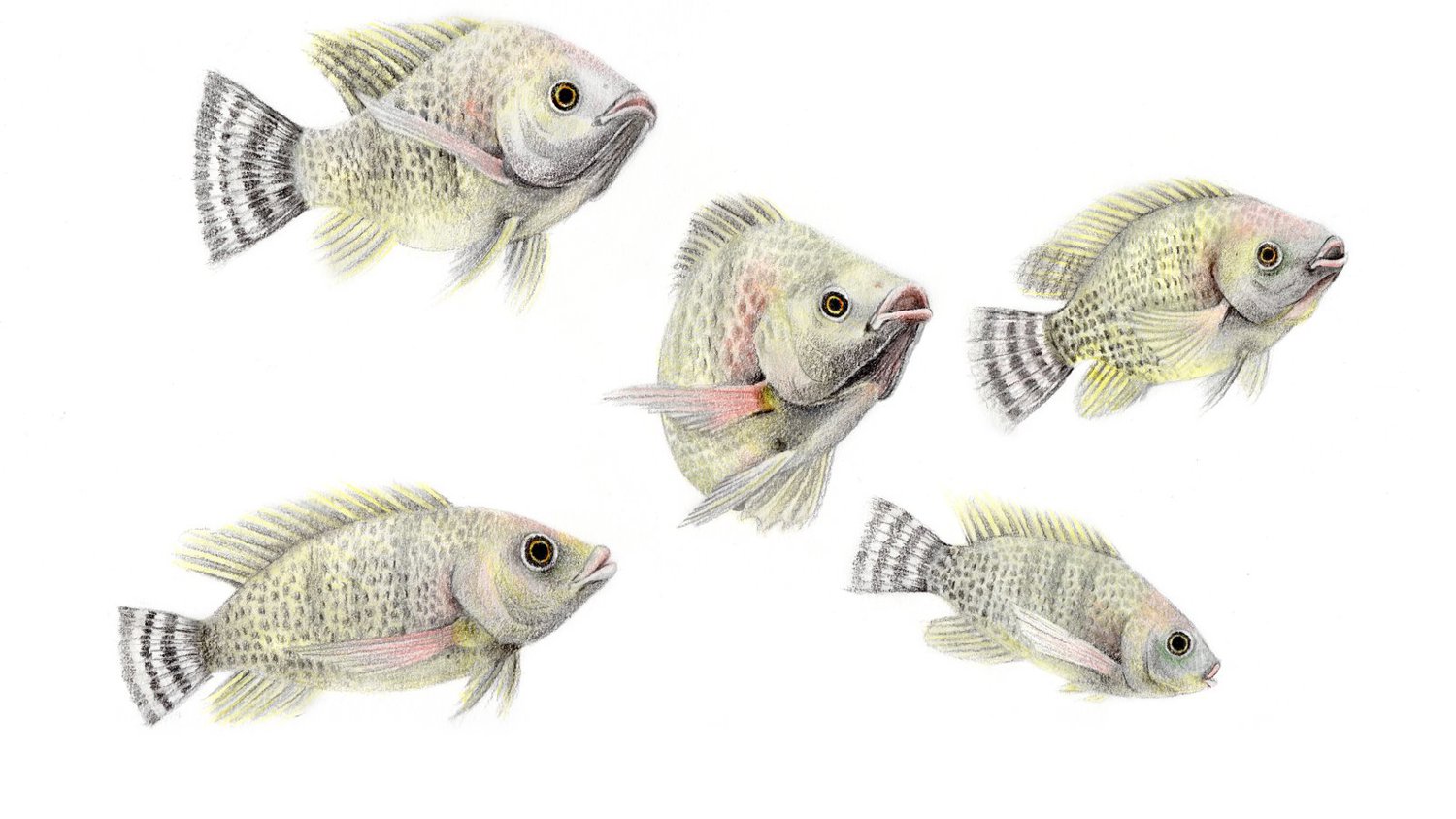 Tilapia stage IV  illustration