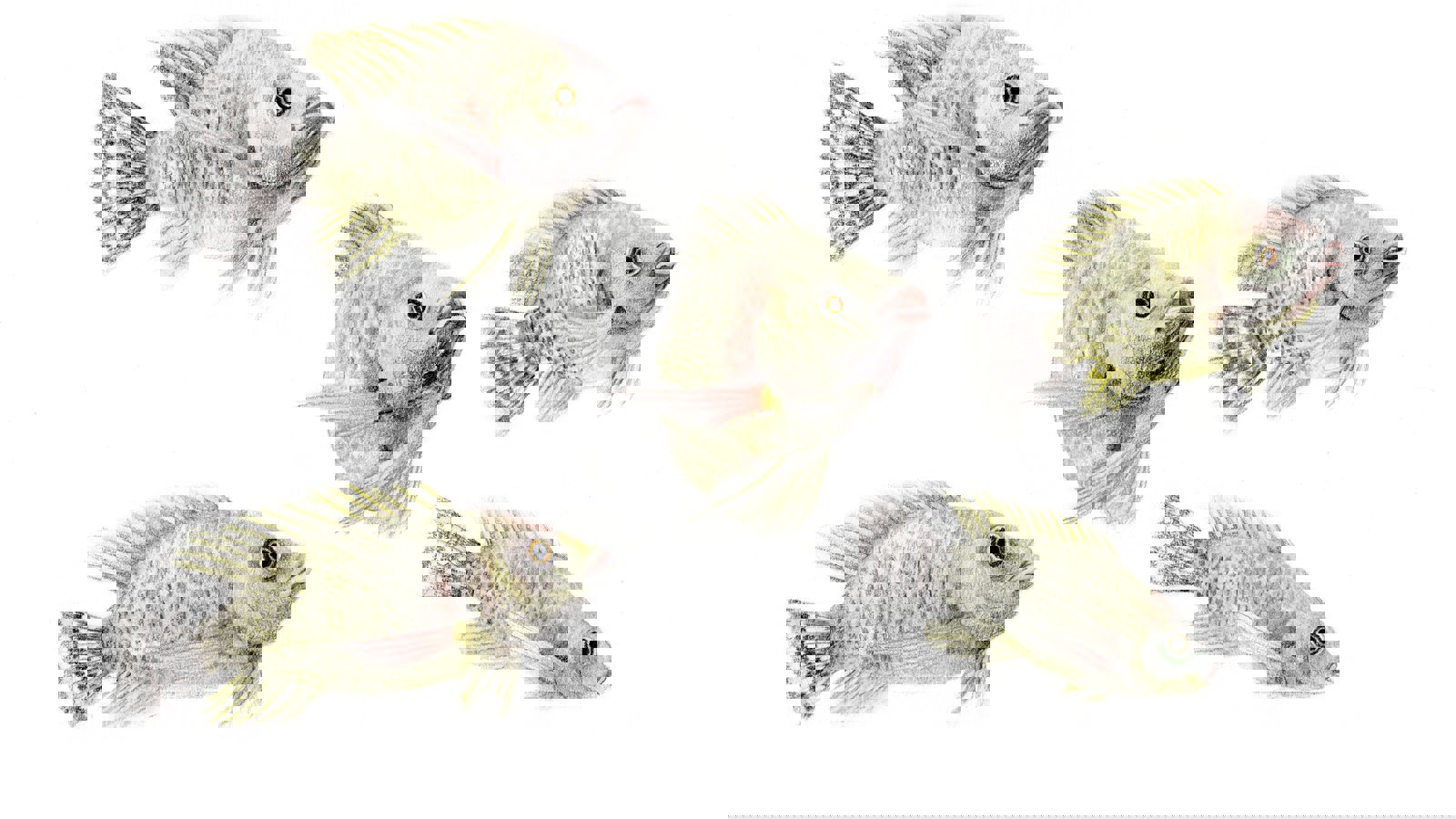 Tilapia stage IV  illustration