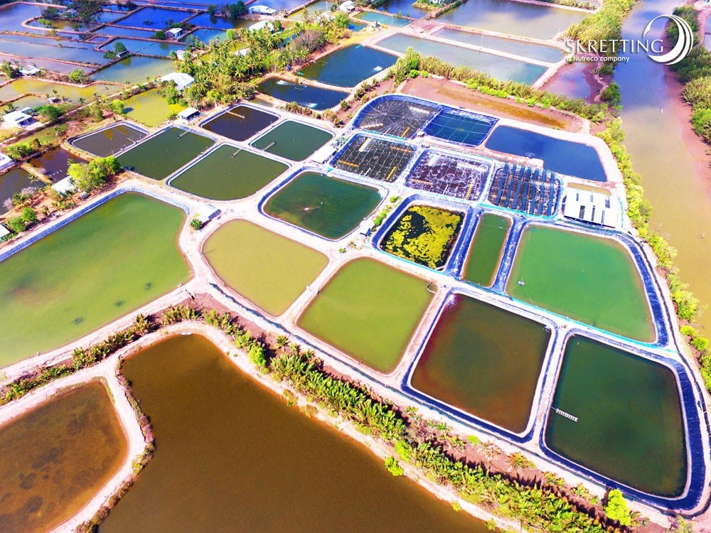 Aerial view of a Vietnamese shrimp farm