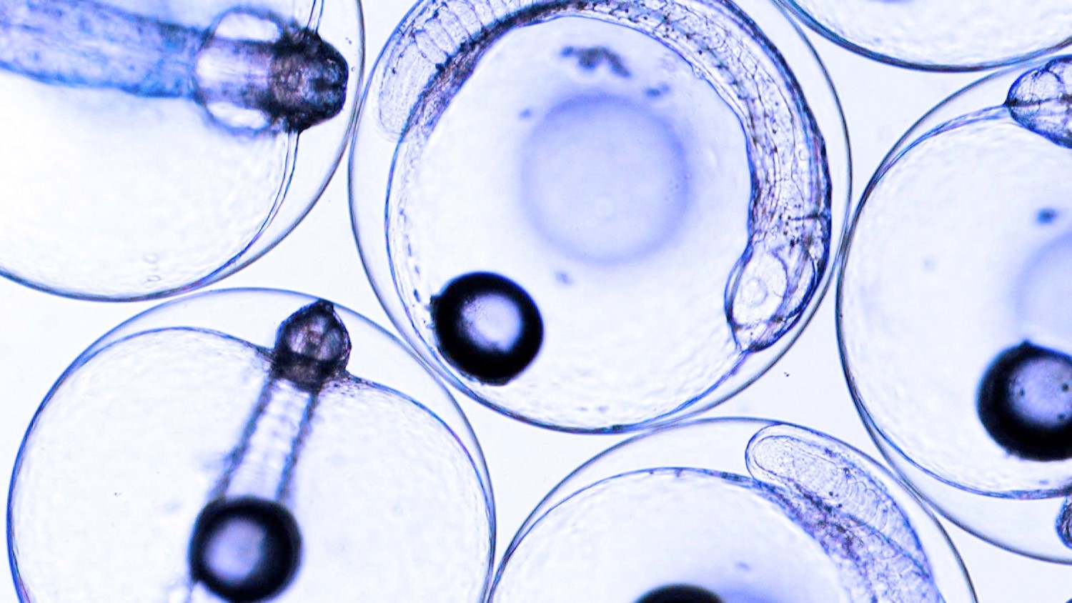 Fish eggs under microscope image