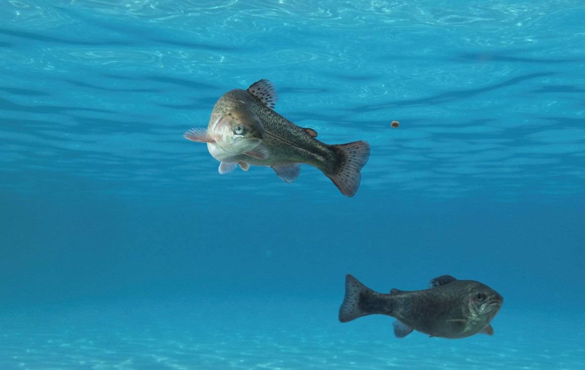 Trout swimming