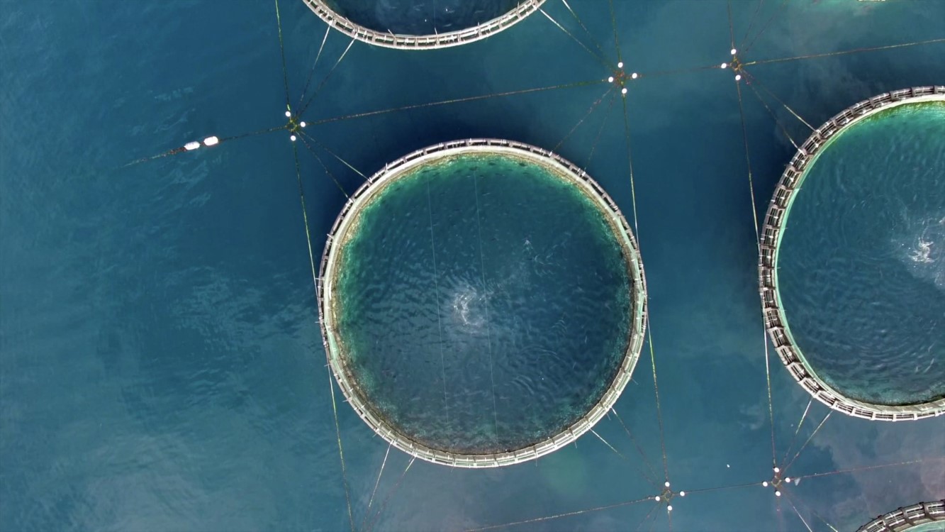 Aerial view of a tuna farm