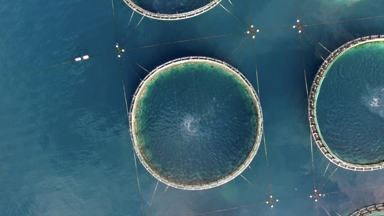 Aerial shot of tuna farm