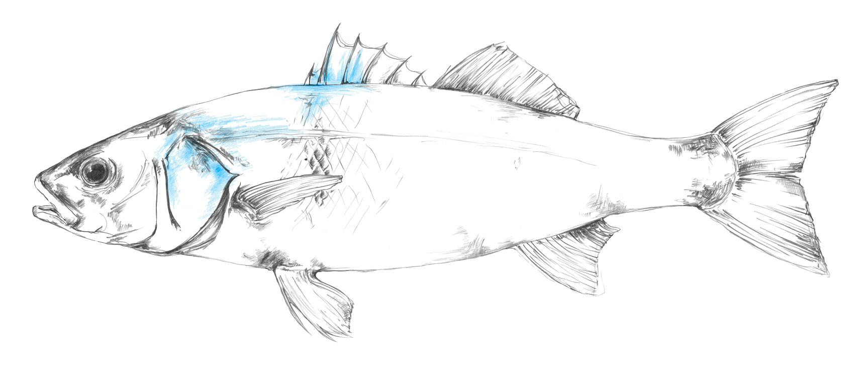 myProtec sea bass illustration