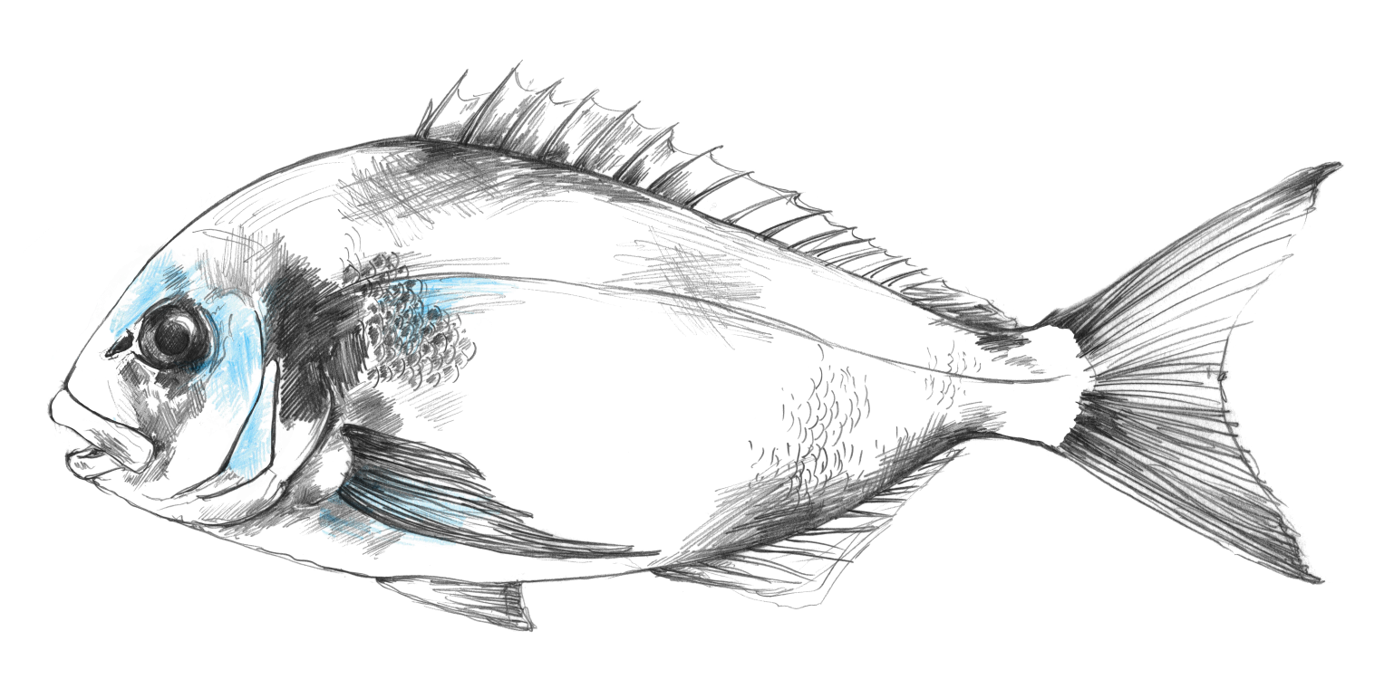 myProtec for sea bream