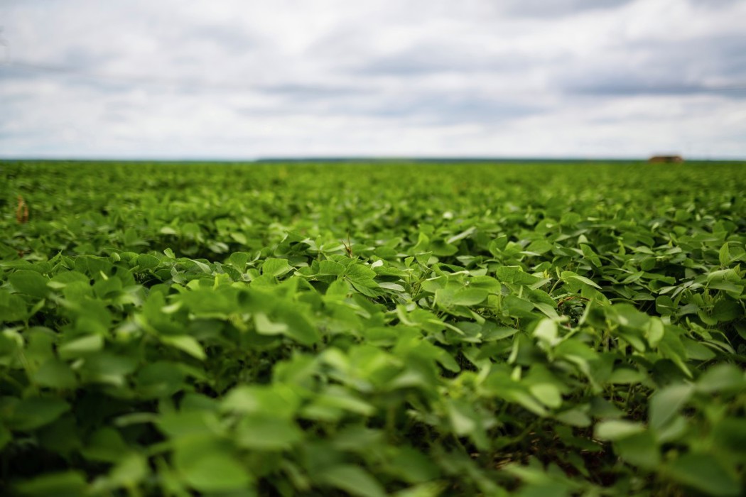 Soy field and sky 