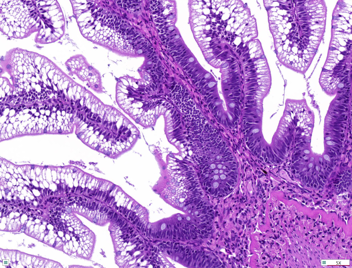 Histology