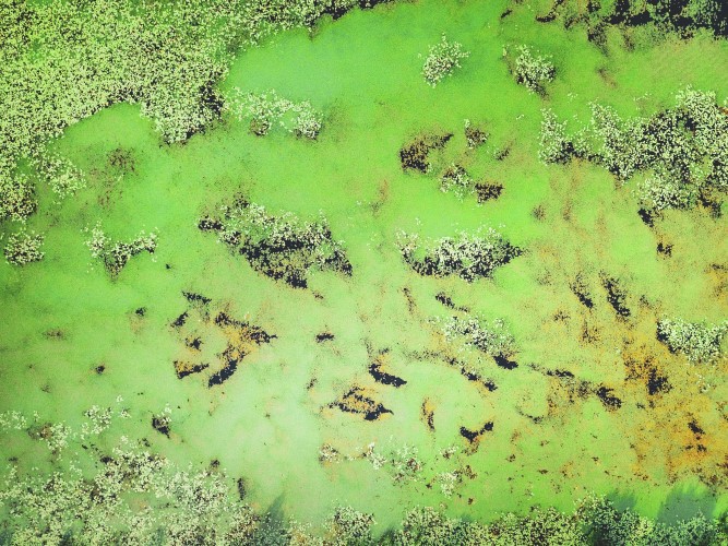 An aerial view of green algae