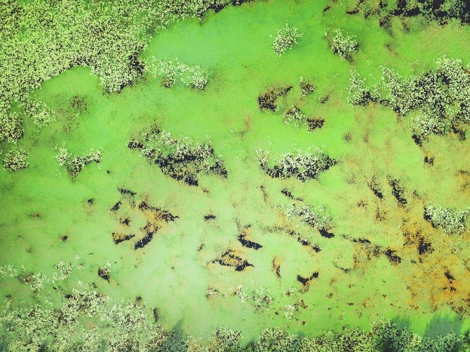 An aerial view of green algae