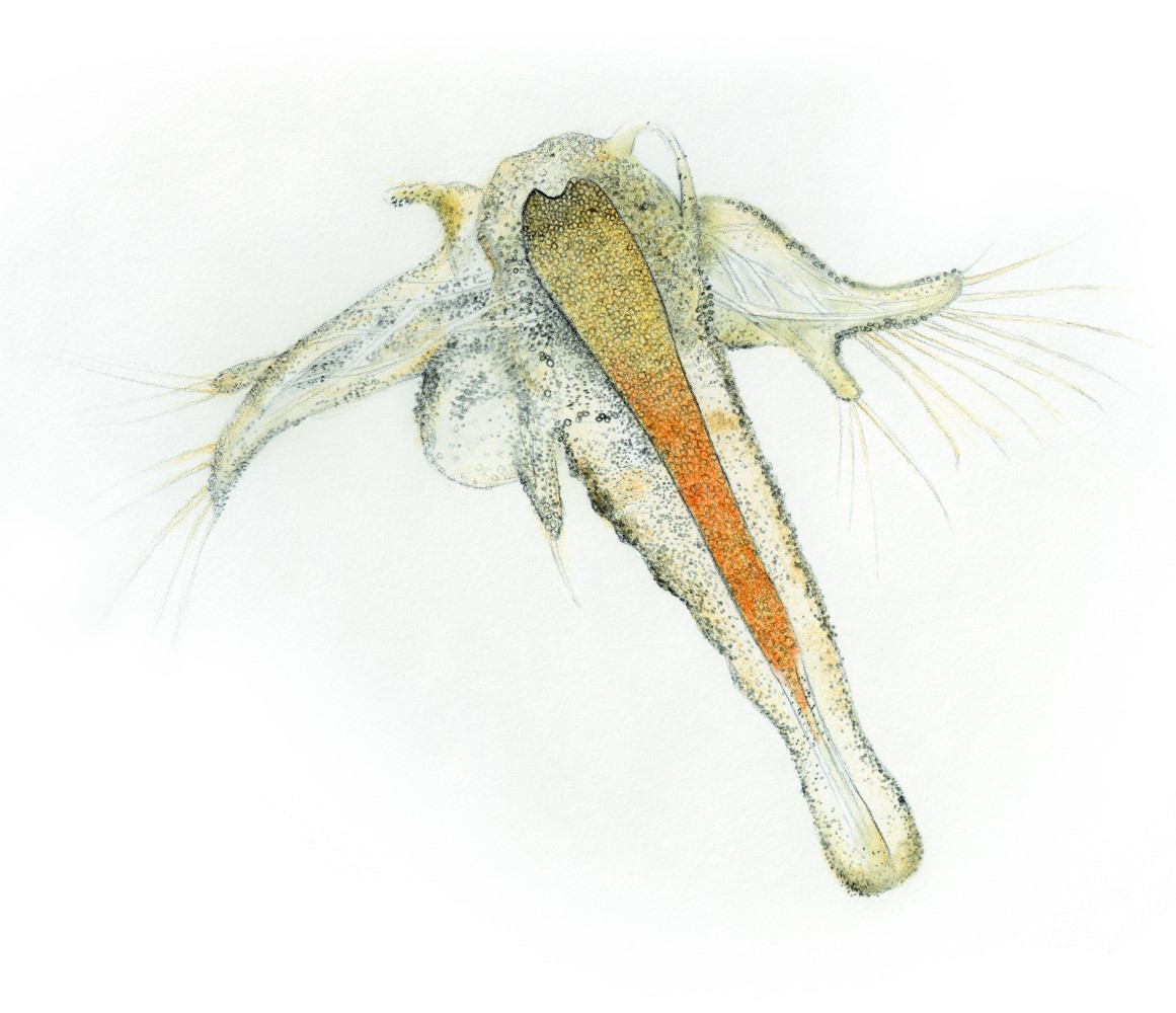 Artemia fish top