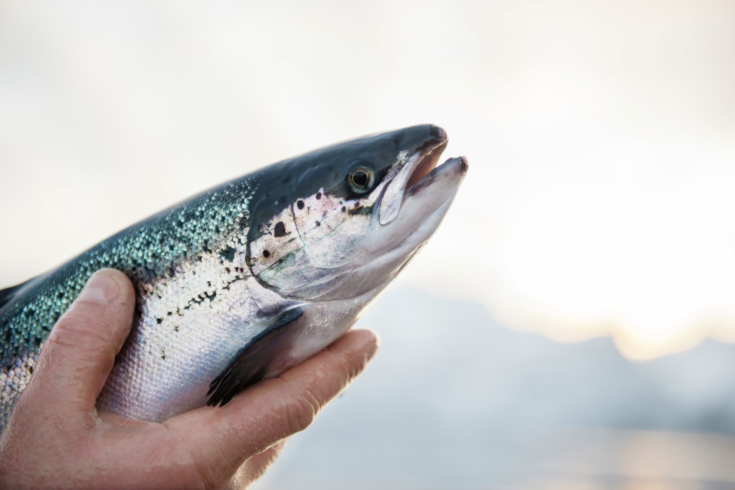 Atlantic salmon being held up