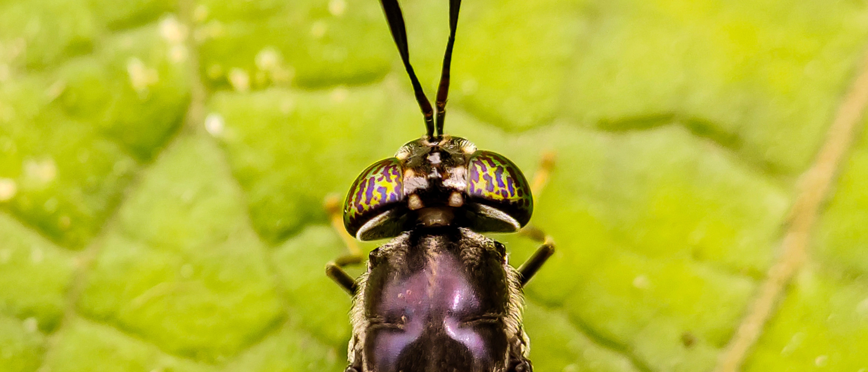 Black soldier fly header closeup