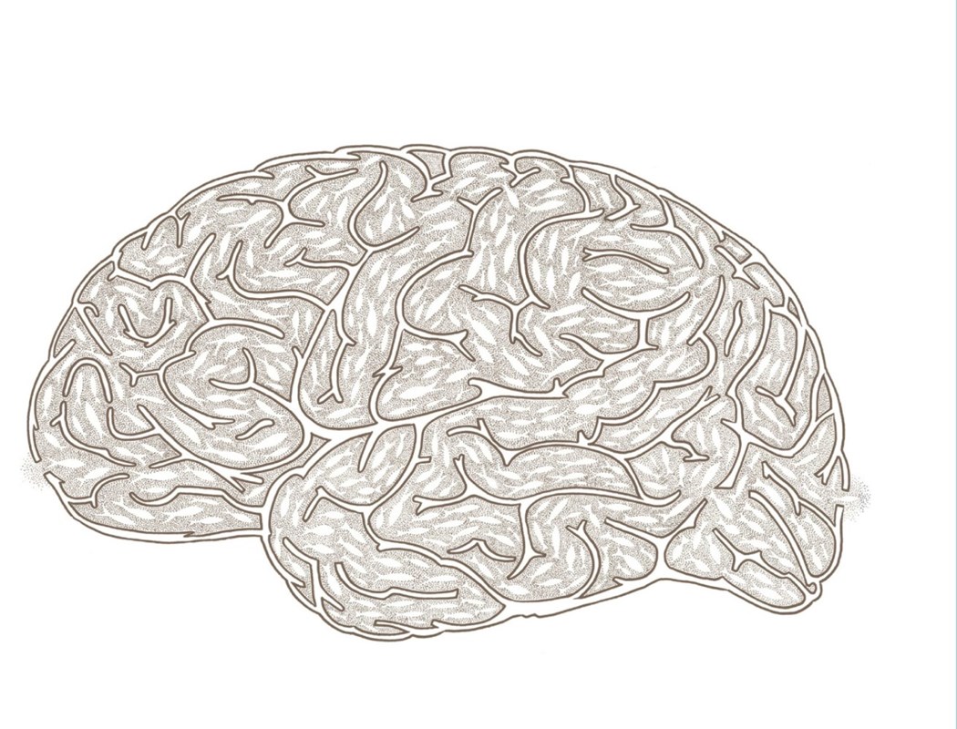 Brain illustration, Tom Berry