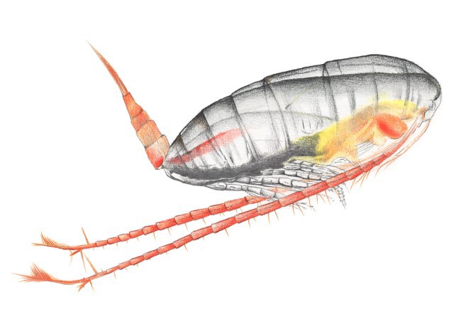 Calanus illustration