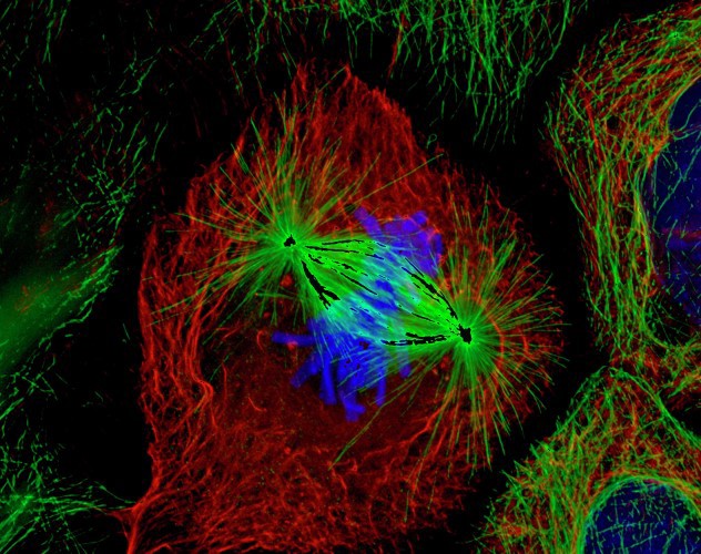 Cell during metaphase, seen under a microscope