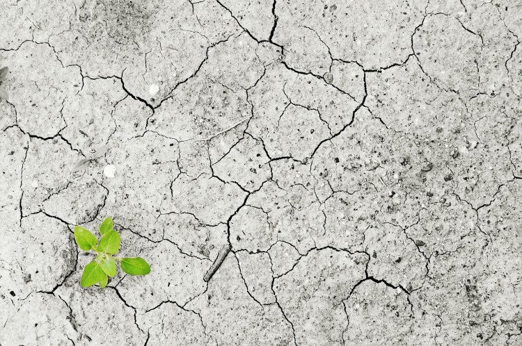 Dry soil with a seedling