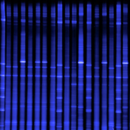 DNA fingerprinting fish gut