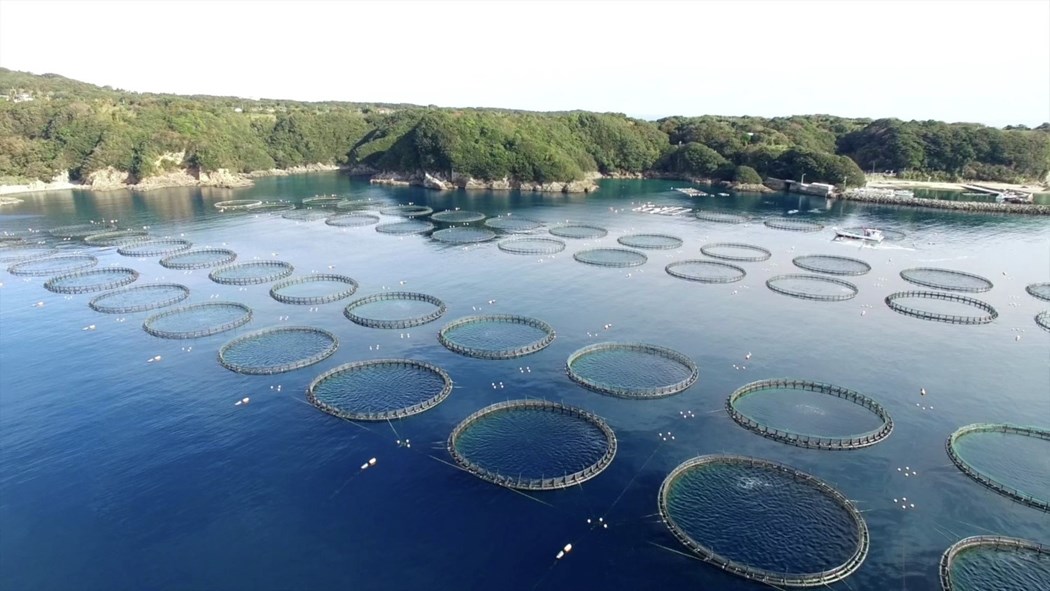 Tuna farm at sea in Japan