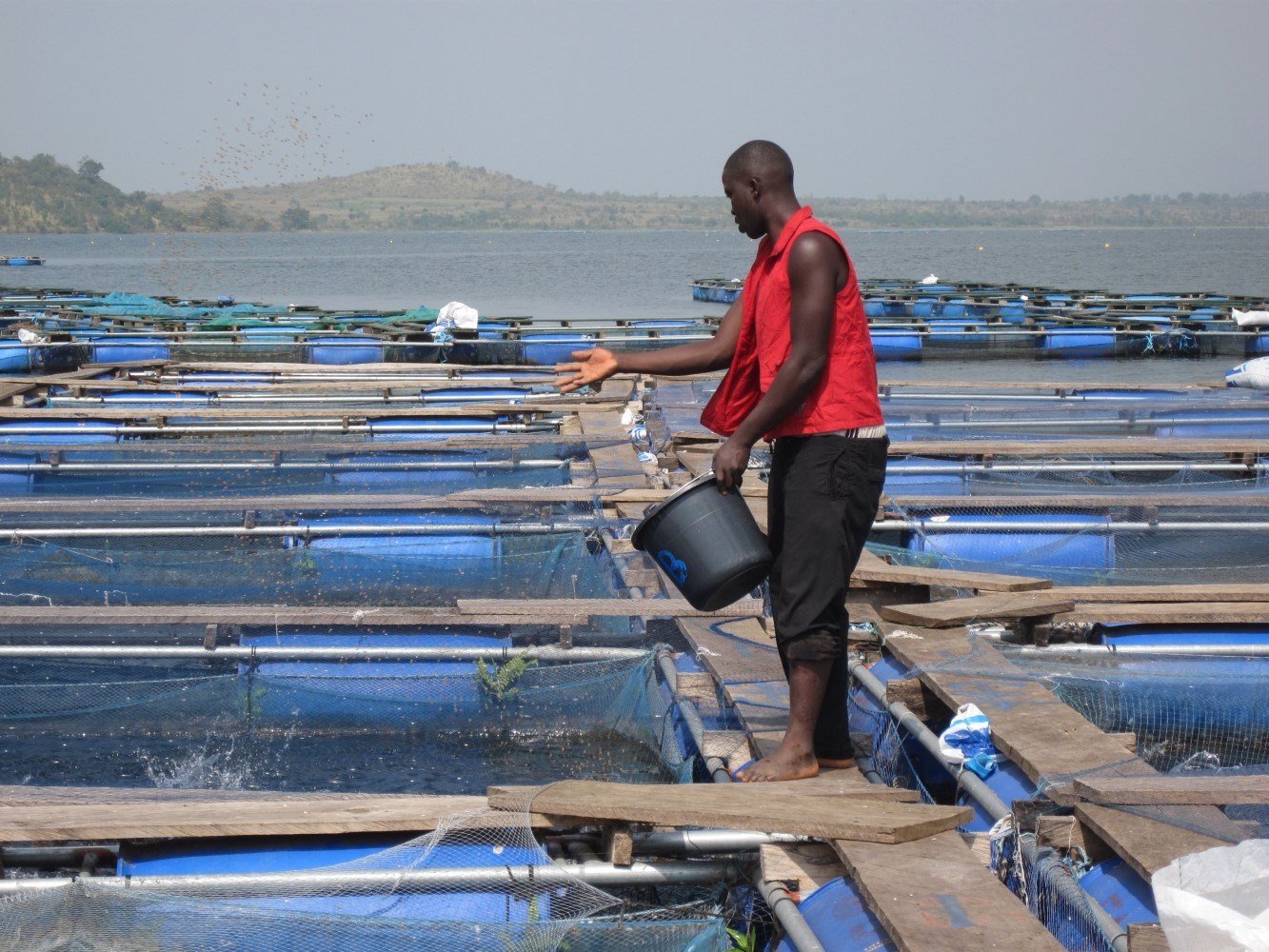 Fish farmer Nigeria