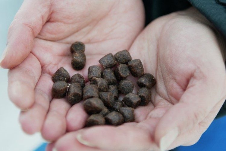 Feed pellets in hands