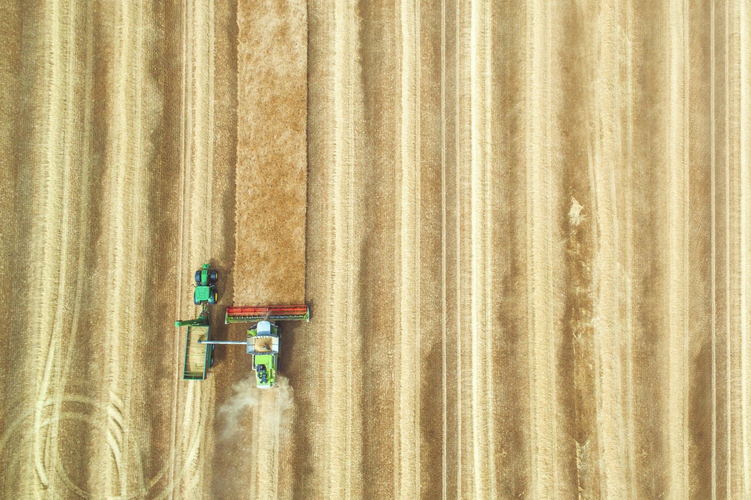 Aerial shot of wheat field