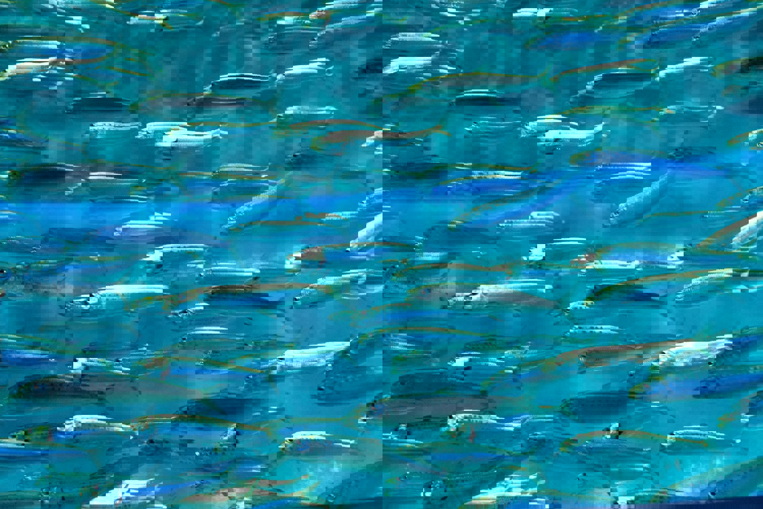 School of fish