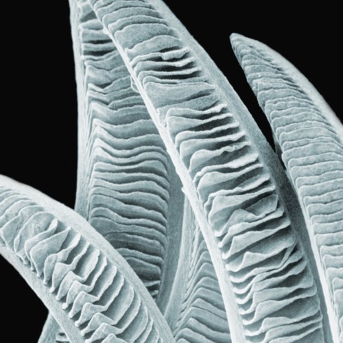 Fish gill, microscopic view