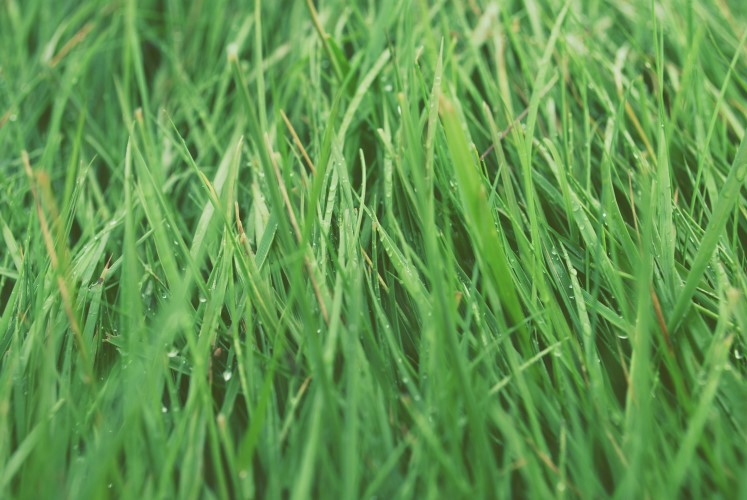 Grass