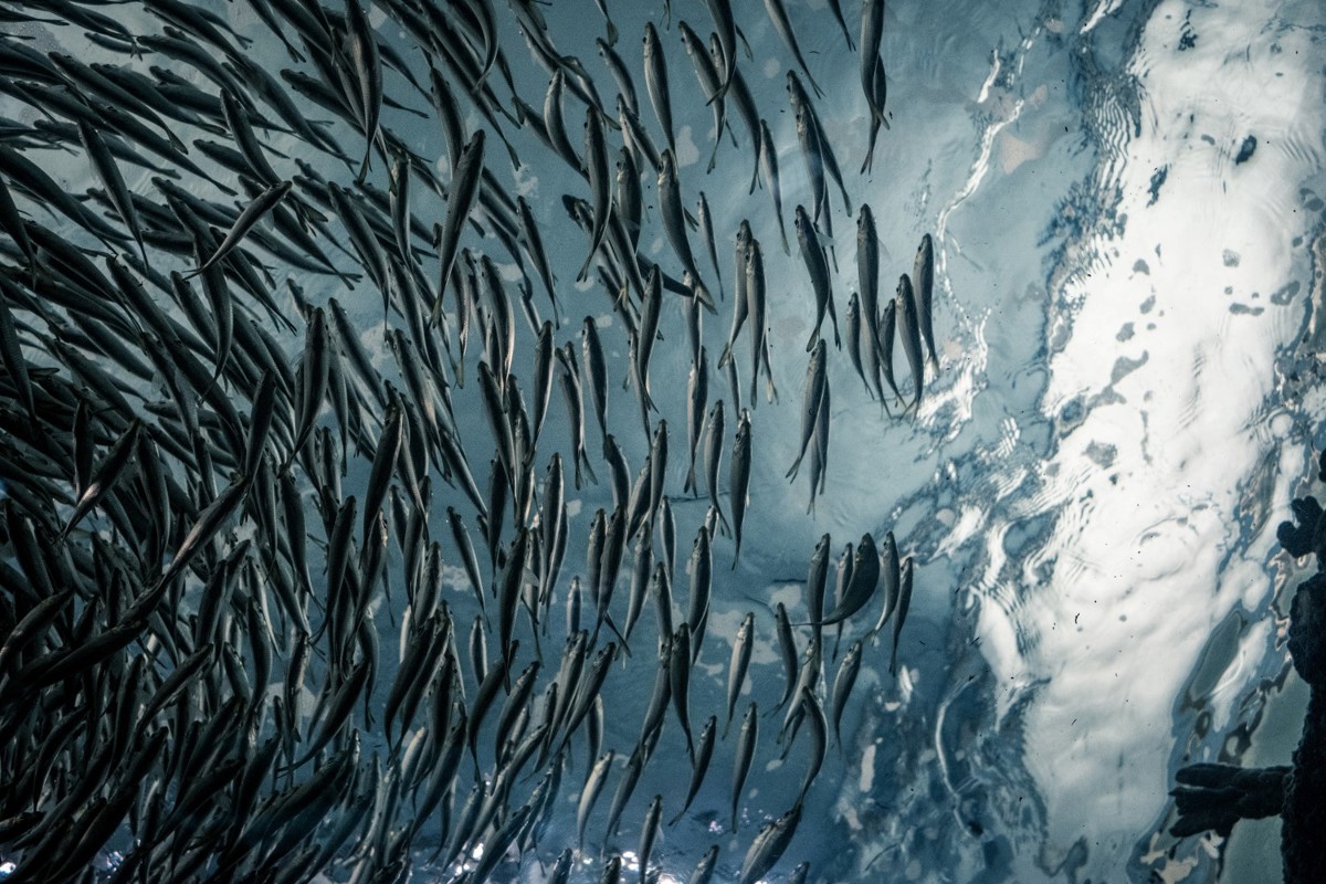 The use of wild fish for feed‬‬ - Skretting