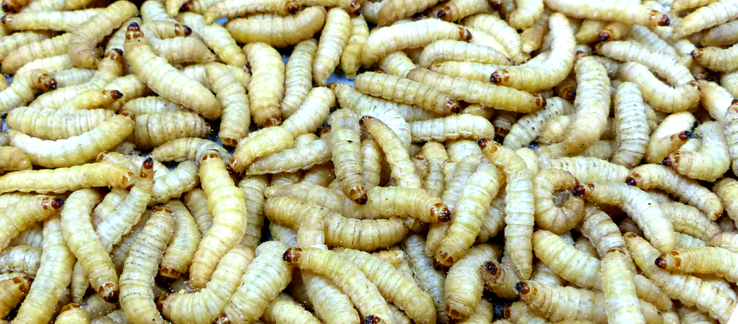 Mealworms