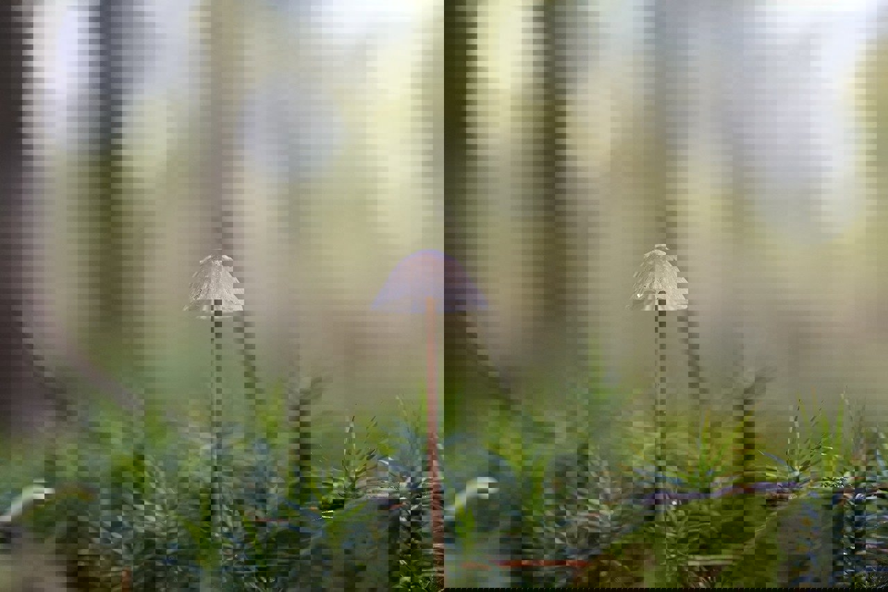 Mushroom