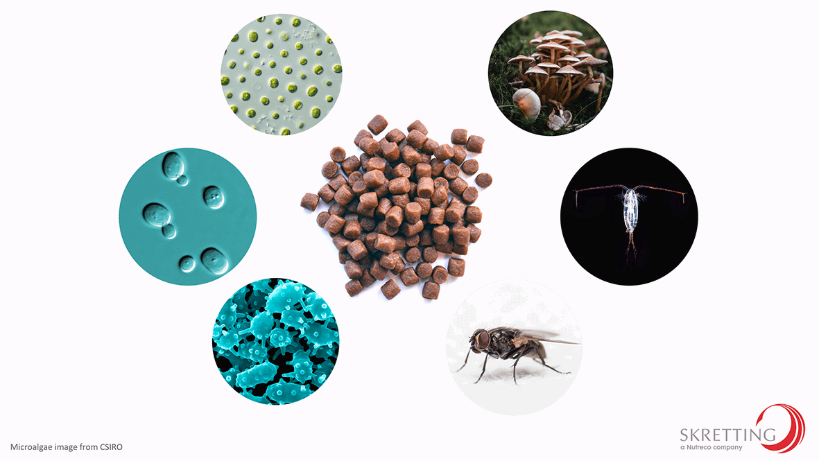 Novel raw materials graphic