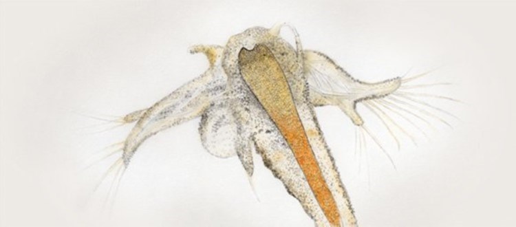 Artemia illustration
