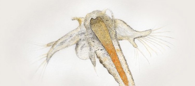 Artemia 
