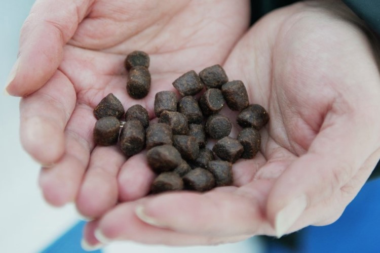 Pellets in hand