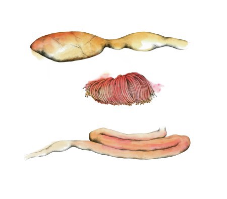 Prime & Express gut illustration